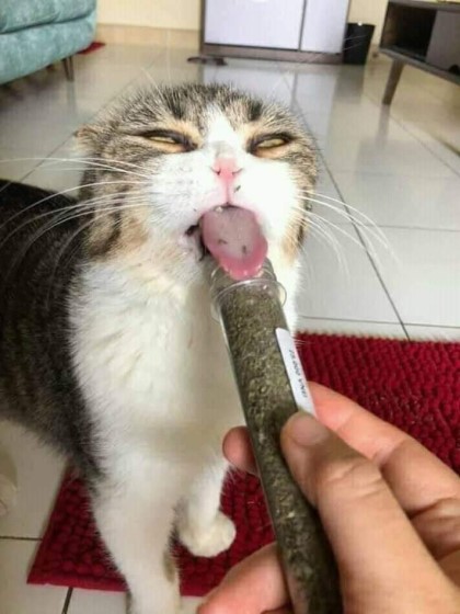 https://cuuxyhbockitmnhytwax.supabase.co/storage/v1/object/public/chamchijs/images/anctalk/2712/113752fc-7975-481d-b8f9-3f3e6aa0c64c.jpg