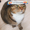 https://cuuxyhbockitmnhytwax.supabase.co/storage/v1/object/public/chamchijs/images/anctalk/3262/b6e9f101-7abe-452f-9a70-468b193071a8.png