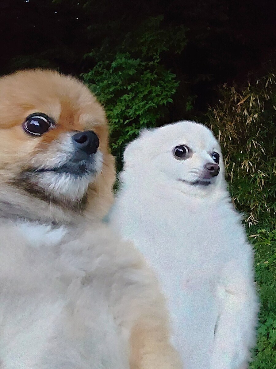 https://cuuxyhbockitmnhytwax.supabase.co/storage/v1/object/public/chamchijs/images/anctalk/3718/82e11a23-b2de-426b-8363-2e5992f0ed2f.jpg