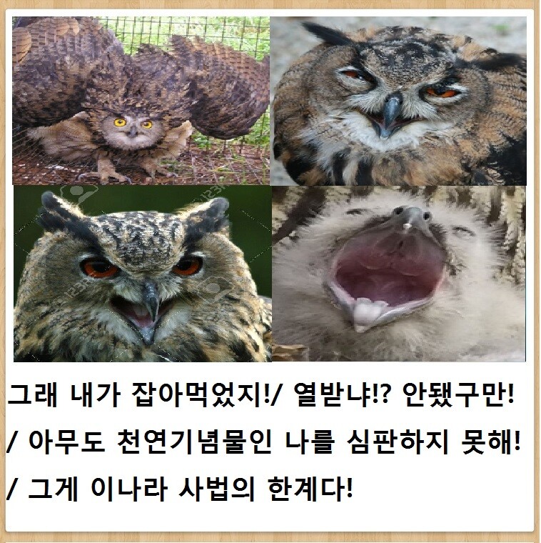 https://cuuxyhbockitmnhytwax.supabase.co/storage/v1/object/public/chamchijs/images/anctalk/4436/a029ec6b-acd4-4904-8c96-553c1d6c222e.jpg