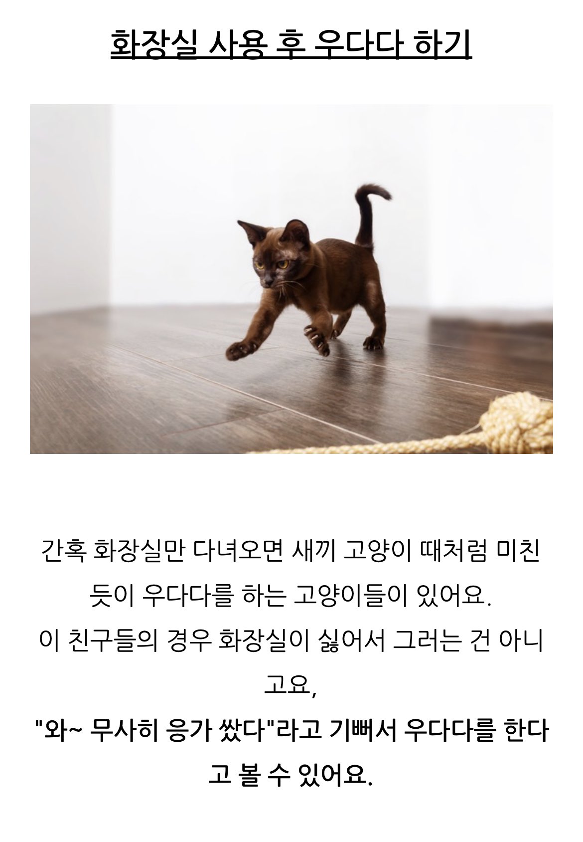 https://cuuxyhbockitmnhytwax.supabase.co/storage/v1/object/public/chamchijs/images/situplay/3068/58ae4a3f-ff6b-4a30-ab07-2d5735c448c1.jpeg