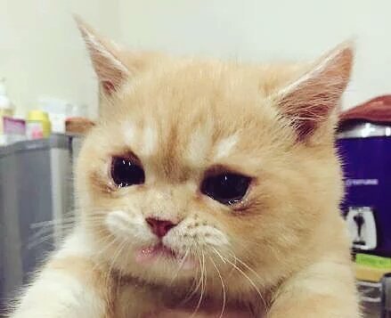 https://cuuxyhbockitmnhytwax.supabase.co/storage/v1/object/public/chamchijs/images/trpg/3521/effcbe14-50db-441a-9129-e3e78ba0bff7.jpg